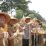 Panen Jagung Kuartal III di Batuceper, DKP Kota Tangerang Terus Melangkah menuju Swasembada 2026